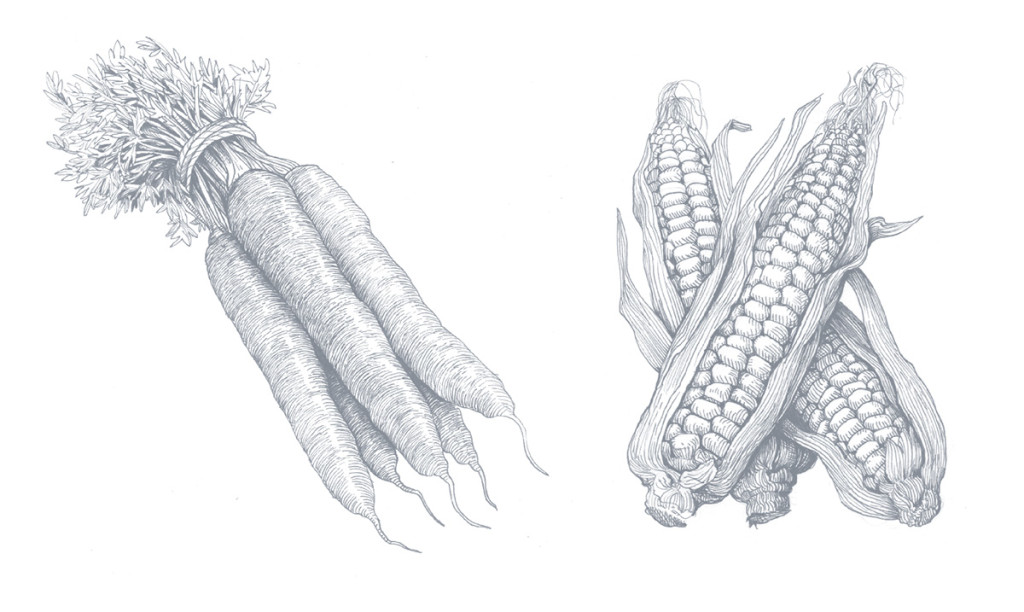 Sustainable food can be food rich in taste, Barber says. Carefully cultivated varieties grown in nutrient-rich soils are more deeply satisfying than mass-produced monocultures. At right: Mokum carrots with a 16.9 Brix score (a measure of natural sweetness; 12 is considered high) and eight-row flint corn, which dates to the 1600s and was highly prized for its flavor by Native Americans. Both are grown at Stone Barns.